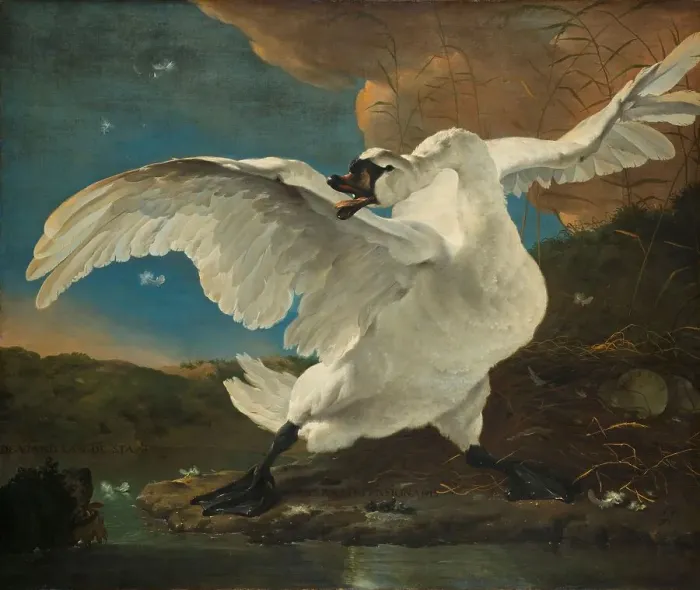 Framed Print : The Threatened Swan, c.1650. Creator: Jan Asselijin Framed Print : The Threatened Swan, c.1650. Creator: Jan Asselijin