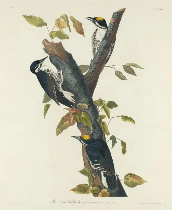 Framed Print : Three-Toed Woodpecker, 1832. Creator: Robert Havell Framed Print : Three-Toed Woodpecker, 1832. Creator: Robert Havell