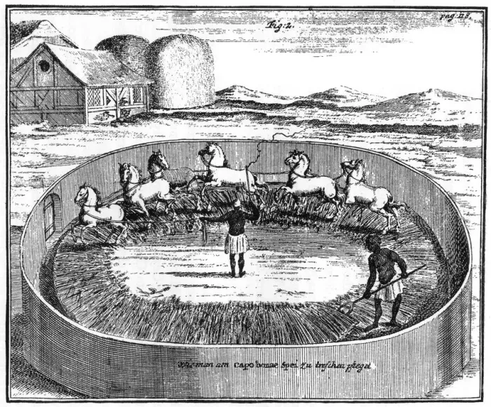 Framed Print : Threshing out the corn, South Africa, 18th century (1931) Framed Print : Threshing out the corn, South Africa, 18th century (1931)