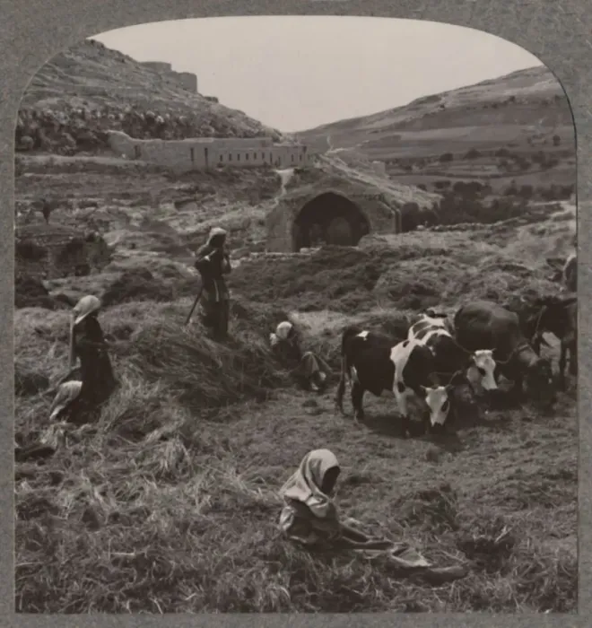 Framed Print : Threshing grain near Jacobs Well, c1900 Framed Print : Threshing grain near Jacobs Well, c1900