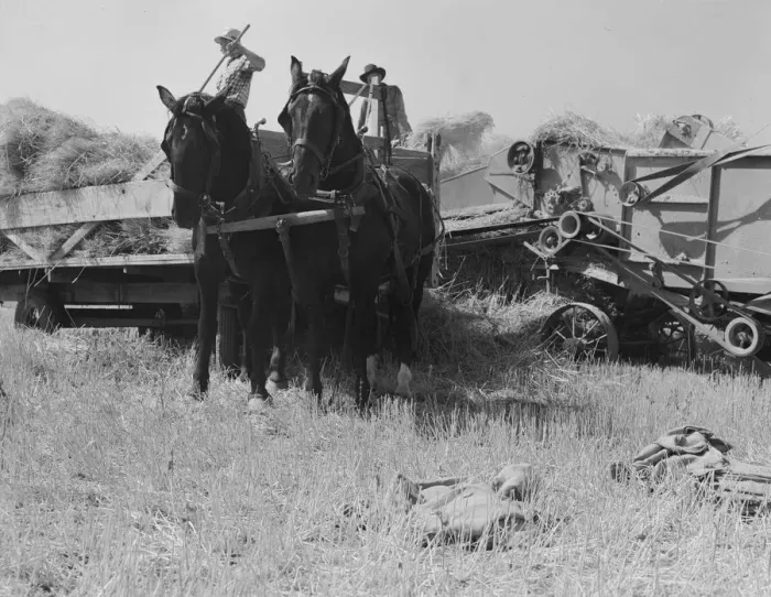 Framed Print : Threshing, midsummer noon, five miles west of Malin, Klamath County, Oregon, 1939. Creator: Dorothea Lange Framed Print : Threshing, midsummer noon, five miles west of Malin, Klamath County, Oregon, 1939. Creator: Dorothea Lange