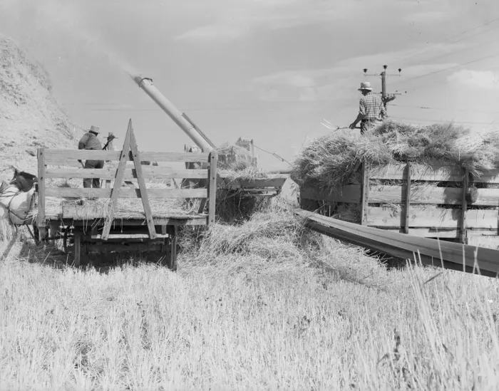 Framed Print : Threshing, midsummer noon, five miles west of Malin, Klamath County, Oregon, 1939. Creator: Dorothea Lange Framed Print : Threshing, midsummer noon, five miles west of Malin, Klamath County, Oregon, 1939. Creator: Dorothea Lange