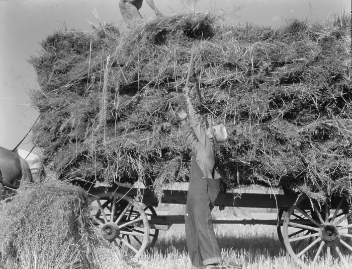 Framed Print : The threshing of oats, Clayton, Indiana, south of Indianapolis, 1936. Creator: Dorothea Lange Framed Print : The threshing of oats, Clayton, Indiana, south of Indianapolis, 1936. Creator: Dorothea Lange