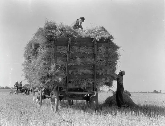 Framed Print : The threshing of oats, Clayton, Indiana, south of Indianapolis, 1936. Creator: Dorothea Lange Framed Print : The threshing of oats, Clayton, Indiana, south of Indianapolis, 1936. Creator: Dorothea Lange