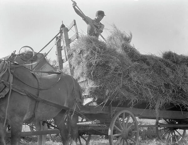 The threshing of oats, Clayton, Indiana, south of Indianapolis, 1936. Creator: Dorothea Lange