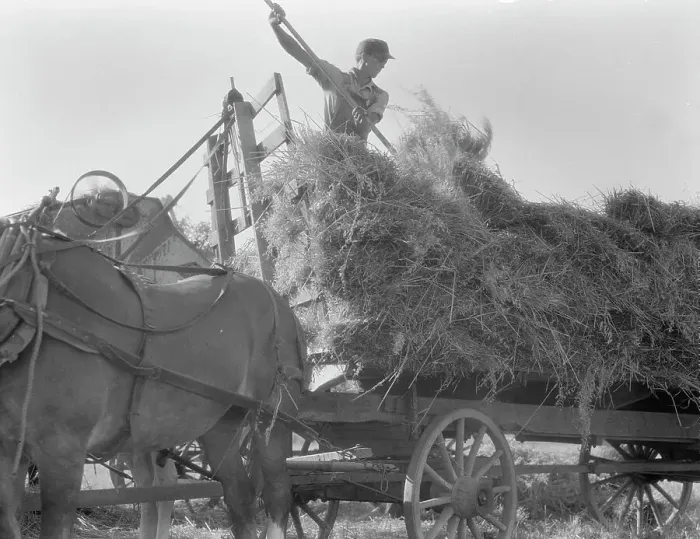 Framed Print : The threshing of oats, Clayton, Indiana, south of Indianapolis, 1936. Creator: Dorothea Lange Framed Print : The threshing of oats, Clayton, Indiana, south of Indianapolis, 1936. Creator: Dorothea Lange