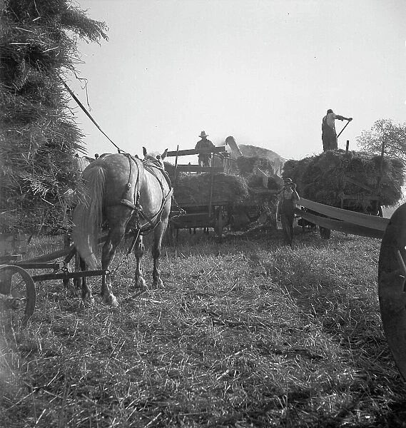 The threshing of oats, Clayton, Indiana, south of Indianapolis, 1936 Creator: Dorothea Lange