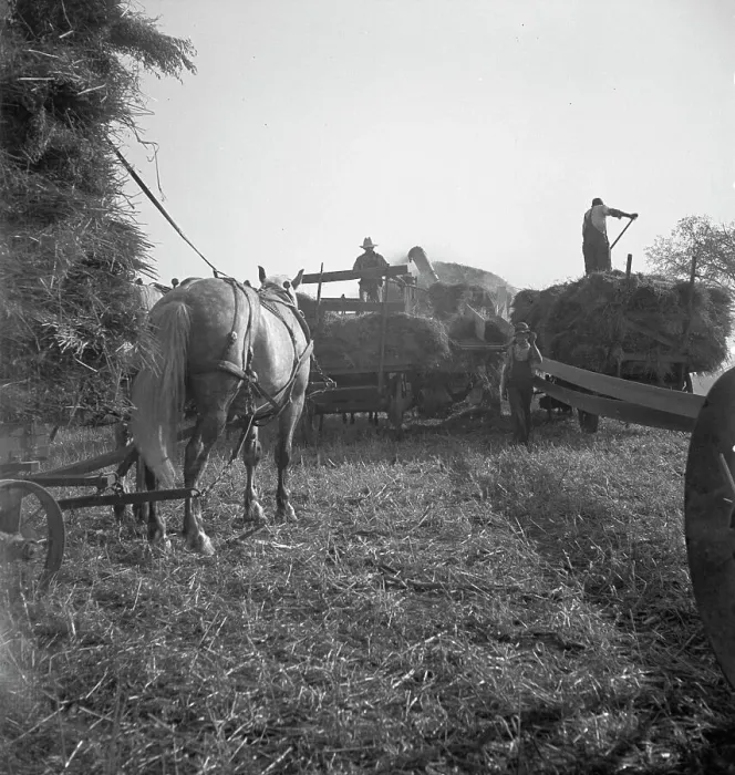 Framed Print : The threshing of oats, Clayton, Indiana, south of Indianapolis, 1936 Creator: Dorothea Lange Framed Print : The threshing of oats, Clayton, Indiana, south of Indianapolis, 1936 Creator: Dorothea Lange