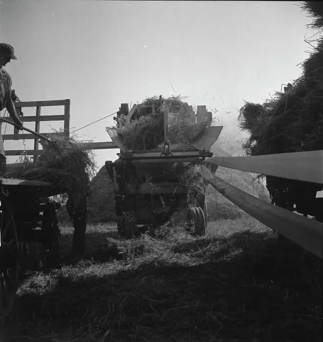 Framed Print : The threshing of oats, Clayton, Indiana, south of Indianapolis, 1936 Creator: Dorothea Lange Framed Print : The threshing of oats, Clayton, Indiana, south of Indianapolis, 1936 Creator: Dorothea Lange
