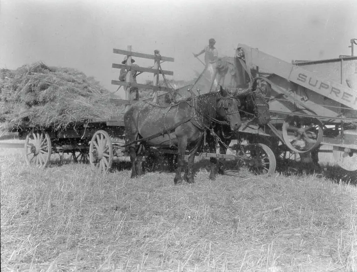 Framed Print : The threshing of oats, Clayton, Indiana, south of Indianapolis, 1936 Creator: Dorothea Lange Framed Print : The threshing of oats, Clayton, Indiana, south of Indianapolis, 1936 Creator: Dorothea Lange