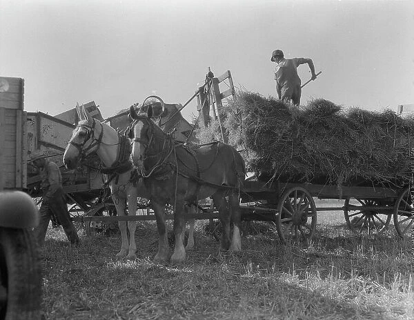 The threshing of oats, Clayton, Indiana, south of Indianapolis, 1936 Creator: Dorothea Lange