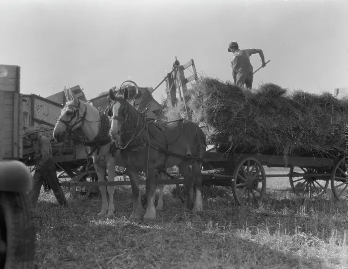 Framed Print : The threshing of oats, Clayton, Indiana, south of Indianapolis, 1936 Creator: Dorothea Lange Framed Print : The threshing of oats, Clayton, Indiana, south of Indianapolis, 1936 Creator: Dorothea Lange
