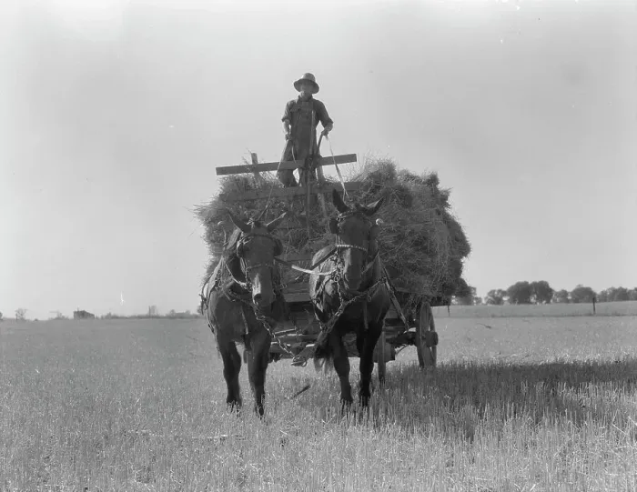 Framed Print : The threshing of oats, Clayton, Indiana, south of Indianapolis, 1936 Creator: Dorothea Lange Framed Print : The threshing of oats, Clayton, Indiana, south of Indianapolis, 1936 Creator: Dorothea Lange