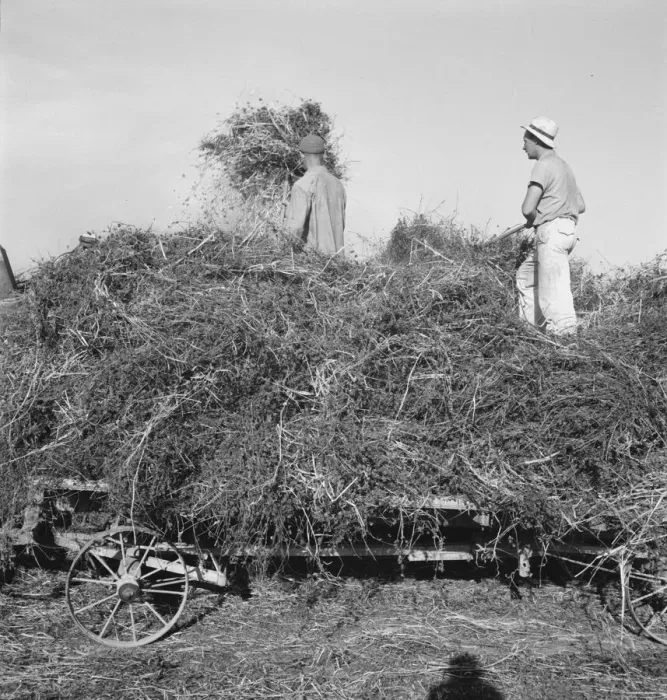 Framed Print : Threshing red clover for seed on older settlers ranch, near Ontario, Oregon, 1939. Creator: Dorothea Lange Framed Print : Threshing red clover for seed on older settlers ranch, near Ontario, Oregon, 1939. Creator: Dorothea Lange