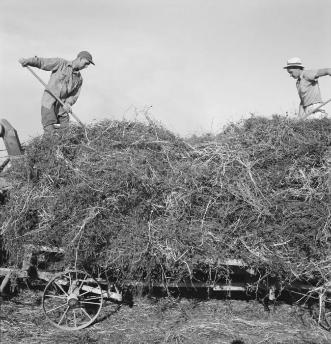 Framed Print : Threshing red clover for seed on older settlers ranch, near Ontario, Oregon, 1939. Creator: Dorothea Lange Framed Print : Threshing red clover for seed on older settlers ranch, near Ontario, Oregon, 1939. Creator: Dorothea Lange