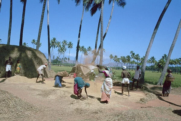 Threshing rice, near Madurai, Tamil Nadu, India