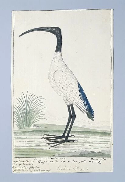 Threskiornis aethiopicus (African sacred ibis), 1778. Creator: Robert Jacob Gordon