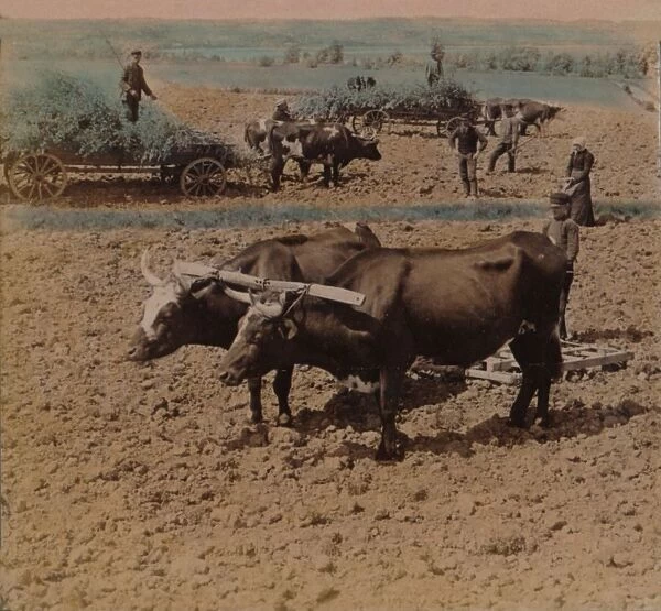 Thrifty country-folk with their cattle at work on a farm near Jonkoping, Sweden, 1905. Artists: Elmer Underwood, Bert Elias Underwood