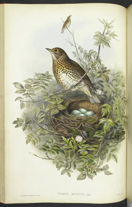 Framed Print : A thrush, sitting above its nest, containing eggs, 1873. Creator: Henry Constantine Richter Framed Print : A thrush, sitting above its nest, containing eggs, 1873. Creator: Henry Constantine Richter