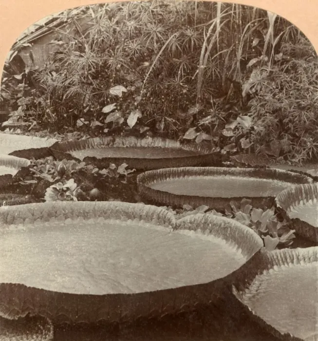 Framed Print : Thureza Lily, Botanical Garden, Hamburg, Germany, 1895. Creator: Keystone View Company Framed Print : Thureza Lily, Botanical Garden, Hamburg, Germany, 1895. Creator: Keystone View Company