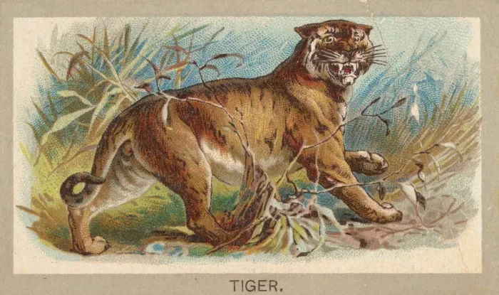 Framed Print : Tiger, from the Animals of the World series (T180), issued by Abdul Cigarettes, 1881 Framed Print : Tiger, from the Animals of the World series (T180), issued by Abdul Cigarettes, 1881