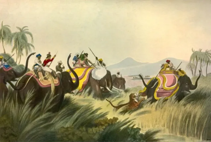 Framed Print : The Tiger Hunt, c1808, (1901). Creator: Unknown Framed Print : The Tiger Hunt, c1808, (1901). Creator: Unknown
