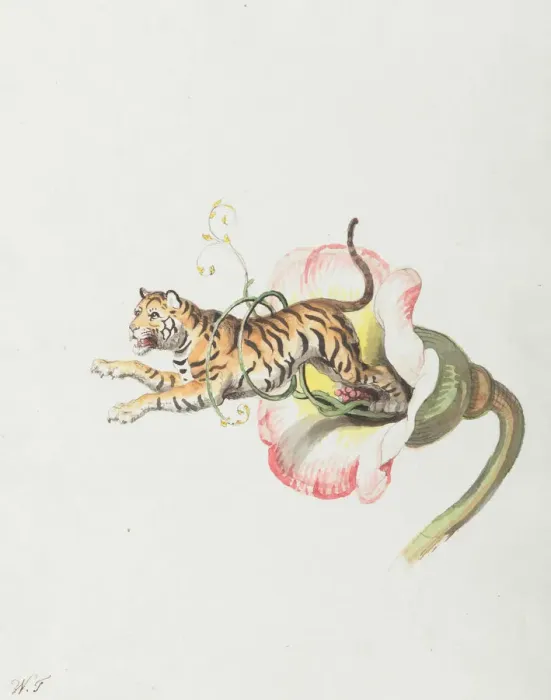Framed Print : Tiger jumping from a flower crown. Allegory on flower seeds, 1817. Creator: Tischbein Framed Print : Tiger jumping from a flower crown. Allegory on flower seeds, 1817. Creator: Tischbein