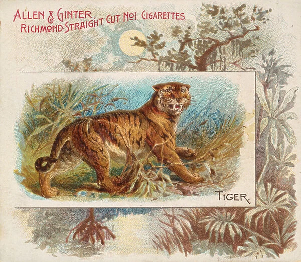 Tiger, from Quadrupeds series (N41) for Allen & Ginter Cigarettes, 1890