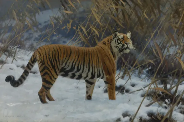 Framed Print : A tiger in the snow Framed Print : A tiger in the snow