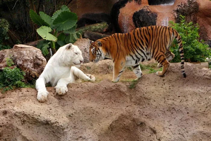 Framed Print : Tigers, Loro Parque, Tenerife, Canary Islands, 2007 Framed Print : Tigers, Loro Parque, Tenerife, Canary Islands, 2007