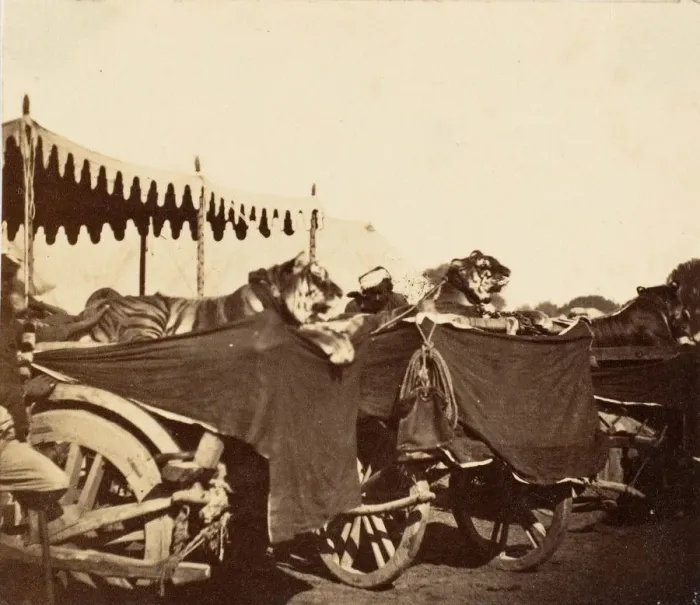 Framed Print : Tigers Presented to the Countess Canning at Agra, 1858-61. Creator: Unknown Framed Print : Tigers Presented to the Countess Canning at Agra, 1858-61. Creator: Unknown