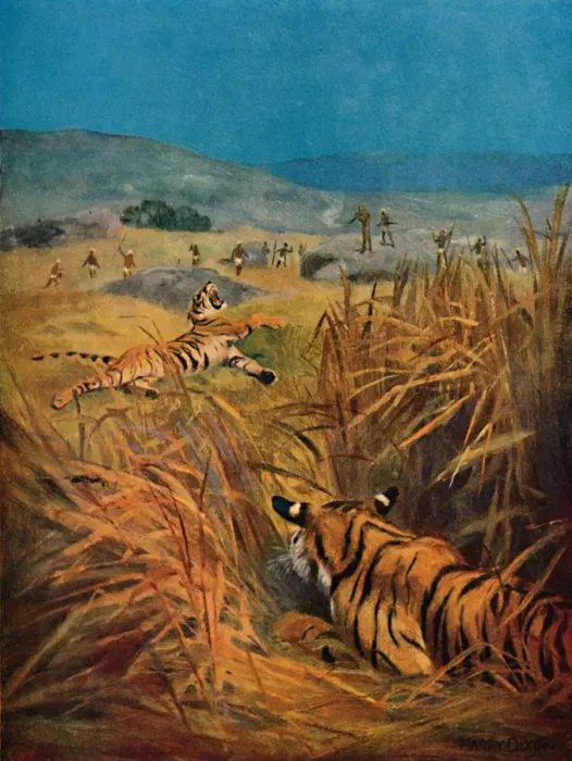 Framed Print : Tigers - The Terror of Indian Villages, 1913. Artist: Harry Dixon Framed Print : Tigers - The Terror of Indian Villages, 1913. Artist: Harry Dixon