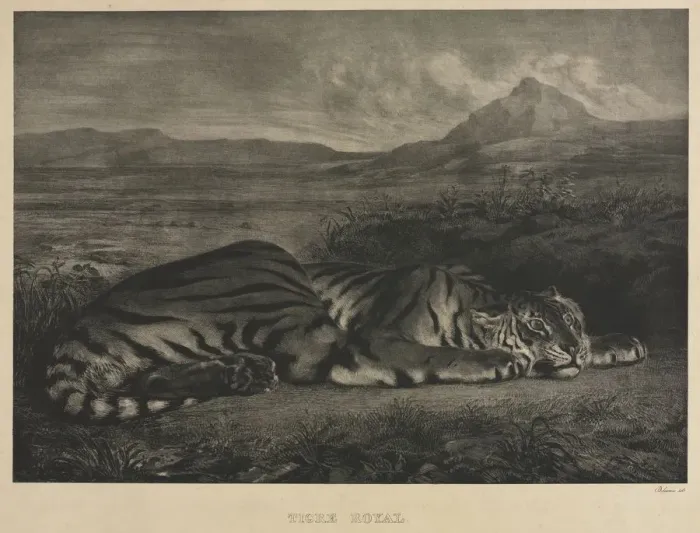 Framed Print : Tigre Royal, 1829. Creator: Eugene Delacroix (French, 1798-1863) Framed Print : Tigre Royal, 1829. Creator: Eugene Delacroix (French, 1798-1863)