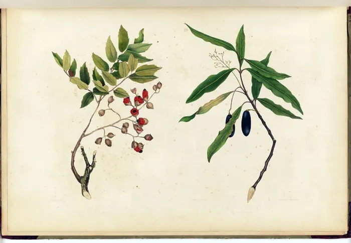 Framed Print : The Titoki. A Forest-Tree / The Taua. A Large Forest-Tree Plate 13... 1842. Creator: Martha King Framed Print : The Titoki. A Forest-Tree / The Taua. A Large Forest-Tree Plate 13... 1842. Creator: Martha King