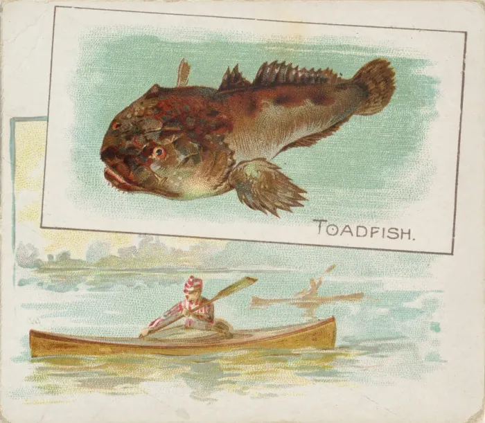 Framed Print : Toadfish, from Fish from American Waters series (N39) for Allen & Ginter Cigarettes Framed Print : Toadfish, from Fish from American Waters series (N39) for Allen & Ginter Cigarettes