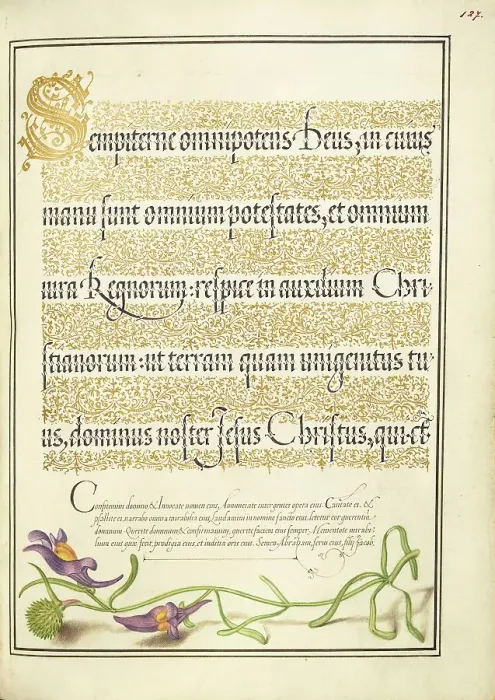 Framed Print : Toadflax; Mira calligraphiae monumenta, 1561-1562; illumination added 1591-1596. Creator: Joris Hoefnagel Framed Print : Toadflax; Mira calligraphiae monumenta, 1561-1562; illumination added 1591-1596. Creator: Joris Hoefnagel
