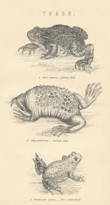 Framed Print : Toads, 1885 Framed Print : Toads, 1885