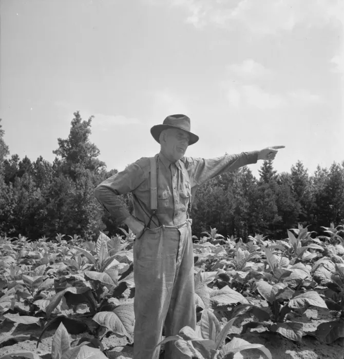 tobacco owners The CEO of the World's Biggest Cigarette Company Makes His Pitch for "A Smoke-Free World"  InsideSources Tobacco Farmer, Person County, North