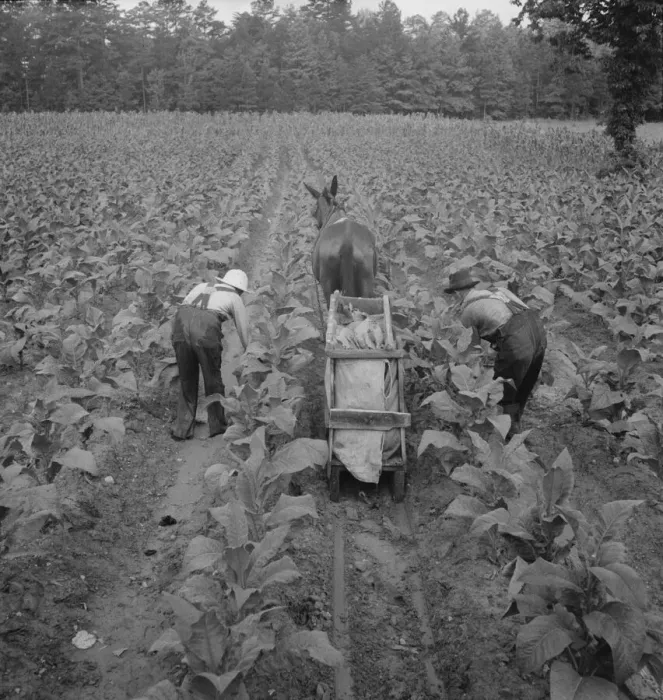Framed Print : Tobacco field in early morning where white sharecropper... Shoofly, North Carolina, 1939. Creator: Dorothea Lange Framed Print : Tobacco field in early morning where white sharecropper... Shoofly, North Carolina, 1939. Creator: Dorothea Lange