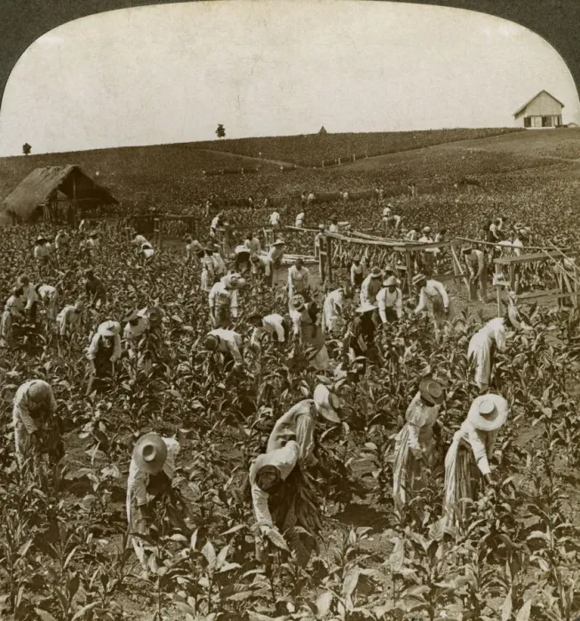 Framed Print : Tobacco field, Montpeller, Jamaica, 1900. Artist: Underwood & Underwood Framed Print : Tobacco field, Montpeller, Jamaica, 1900. Artist: Underwood & Underwood