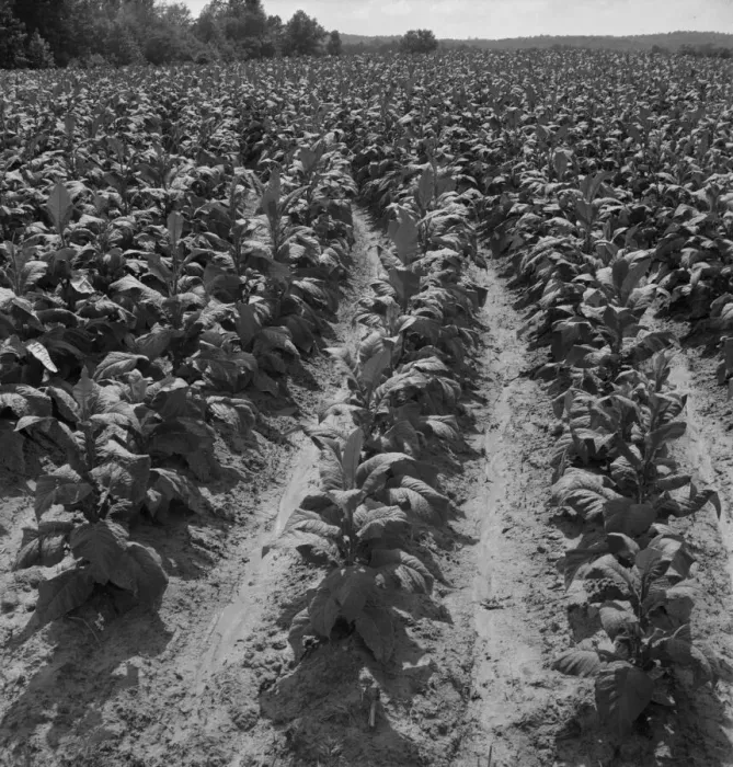 Framed Print : Tobacco field of Negro sharecropper, Wake County, North Carolina, 1939. Creator: Dorothea Lange Framed Print : Tobacco field of Negro sharecropper, Wake County, North Carolina, 1939. Creator: Dorothea Lange