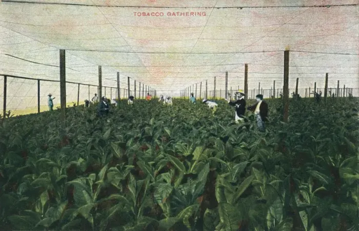 Framed Print : Tobacco Gathering, 1900 Framed Print : Tobacco Gathering, 1900
