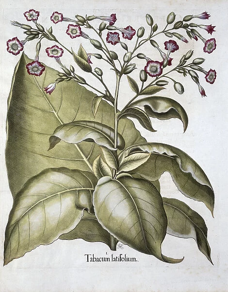 Tobacco plant, 1613