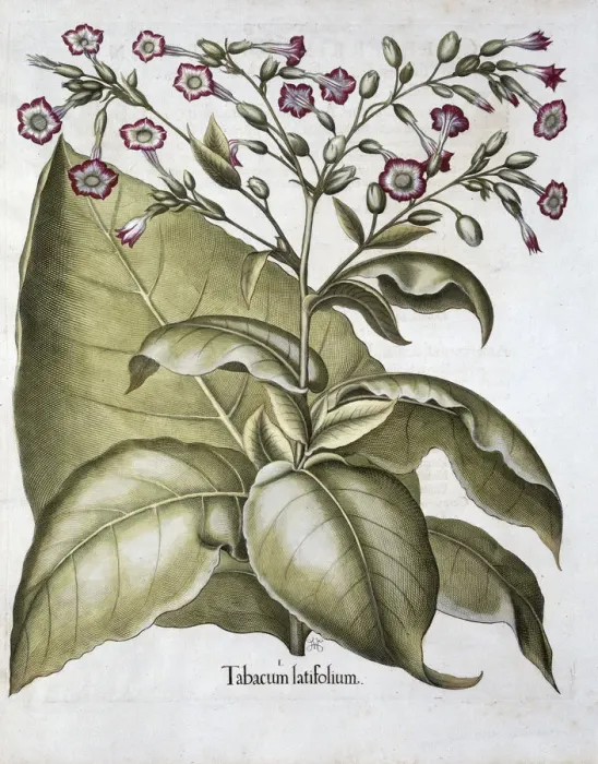 Framed Print : Tobacco plant, 1613 Framed Print : Tobacco plant, 1613