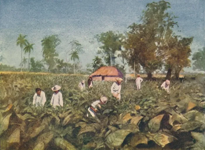 Framed Print : Tobacco Plantation, Cuba, 1916. Artist: Claude Pratt Framed Print : Tobacco Plantation, Cuba, 1916. Artist: Claude Pratt