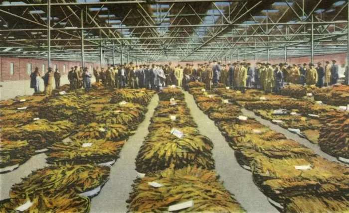 Framed Print : Tobacco Sale, an ever interesting Scene, 1942. Creator: Unknown Framed Print : Tobacco Sale, an ever interesting Scene, 1942. Creator: Unknown