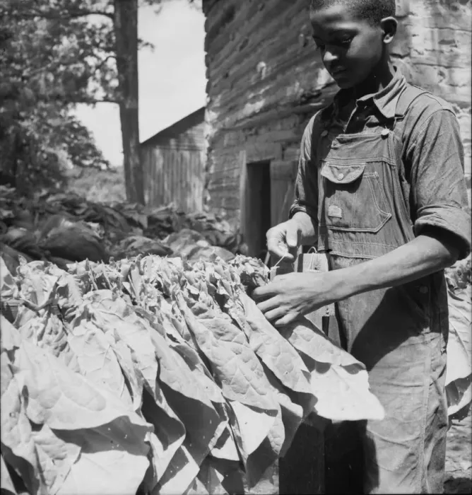 Framed Print : Tobacco strung on sticks, Granville County, North Carolina, 1939. Creator: Dorothea Lange Framed Print : Tobacco strung on sticks, Granville County, North Carolina, 1939. Creator: Dorothea Lange