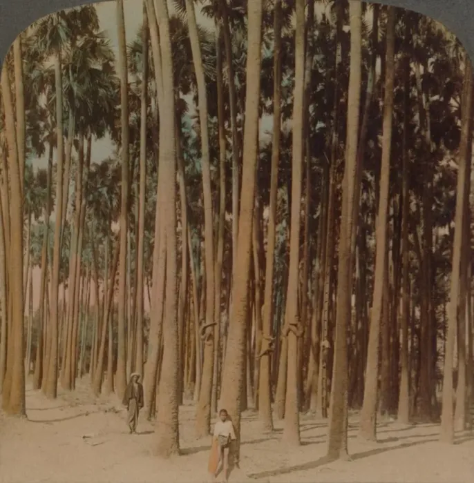 Framed Print : Toddy palms 100 ft. tall, Pagan, Burma, 1907. Artists: Elmer Underwood, Bert Elias Underwood Framed Print : Toddy palms 100 ft. tall, Pagan, Burma, 1907. Artists: Elmer Underwood, Bert Elias Underwood