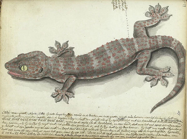 Tokay (Gekko gecko), 1784. Creator: Jan Brandes