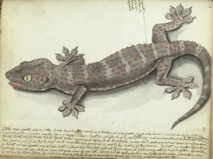 Framed Print : Tokay (Gekko gecko), 1784. Creator: Jan Brandes Framed Print : Tokay (Gekko gecko), 1784. Creator: Jan Brandes